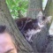 ogl2/kocieta-mainecoonxxxl-reprezentacyjne!/2/34643/1/1/573/714/746/3187