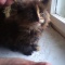 ogl2/kocieta-mainecoonxxxl-reprezentacyjne!/2/36311/1/1/573/714/746/3187