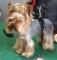 ogl2/psi-fryzjer-dogi-dog-wroclaw/2/22282/1/1/120/809/830/1633