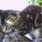 ogl2/kocieta-mainecoon-o-wyjotkowo-pieknej-urodzie!/2/27702/1/2/574/914/918/969